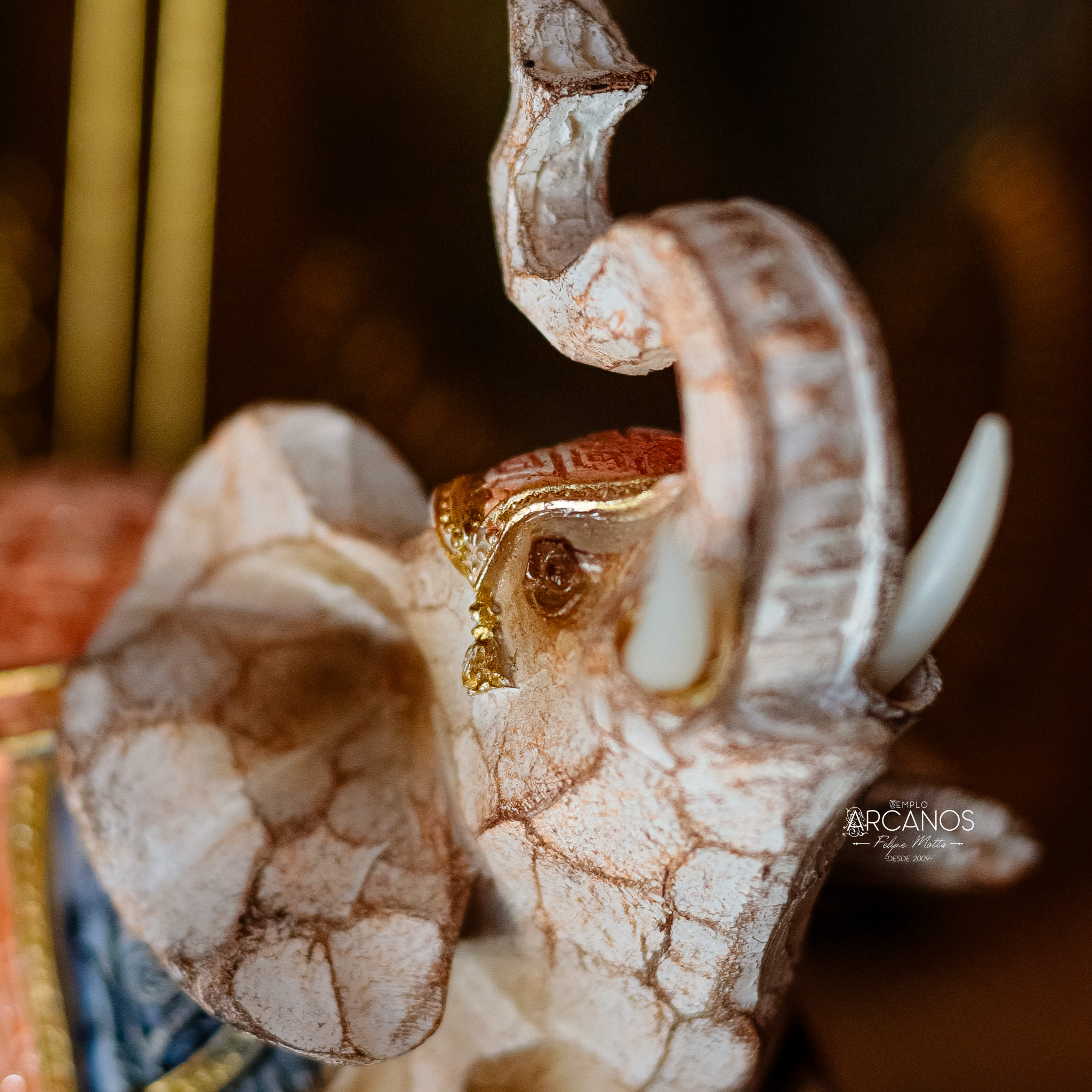 Elefante Indiano - Imagem 2